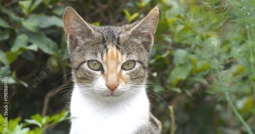 Footage of cute cat looking at camera without blinking.