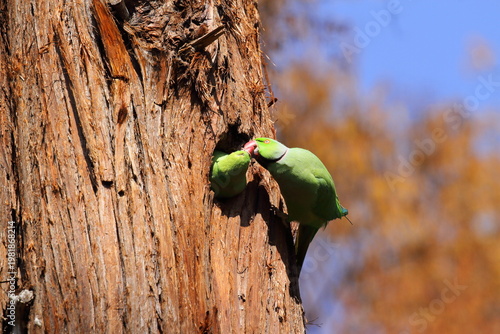 ワカケホンセイインコ