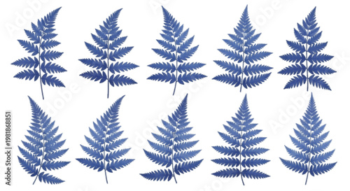 Vector illustration of set of blue fern leaves on a transparent background