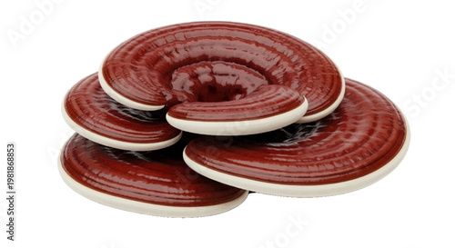 Vector illustration of reishi mushroom or ganoderma lucidum on a transparent background
