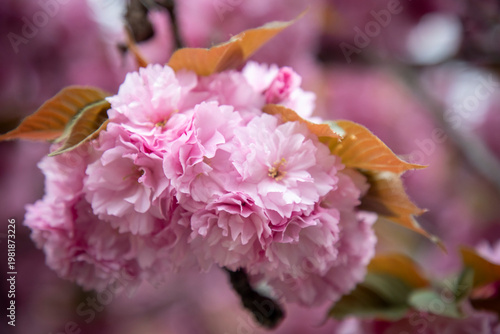 close up of pink roses, sakura tree
