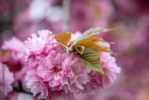 close up of pink roses, sakura tree