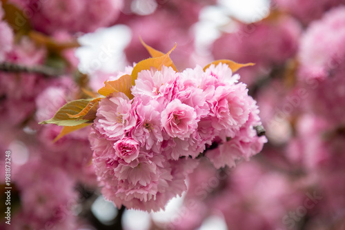 close up of pink roses, sakura tree