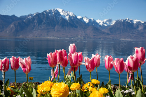 pink tulips on Leman lake, Montreux