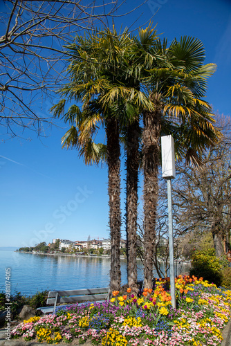 pink tulips on Leman lake, Montreux