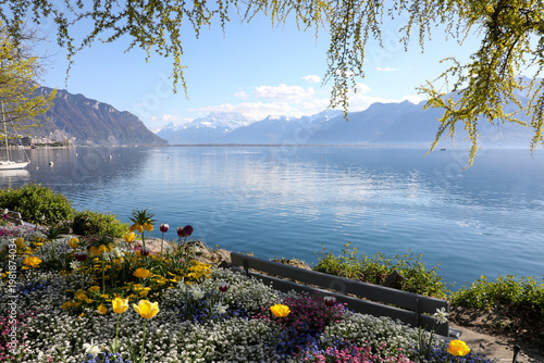 pink tulips on Leman lake, Montreux