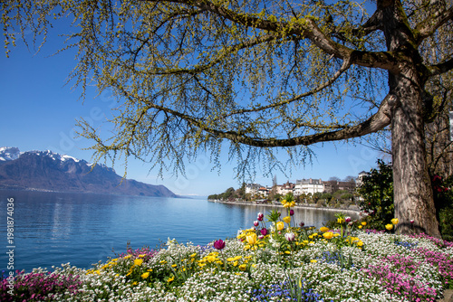 pink tulips on Leman lake, Montreux