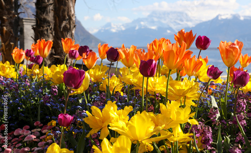 pink tulips on Leman lake, Montreux