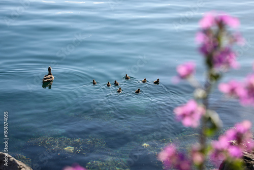 ducks in the lake