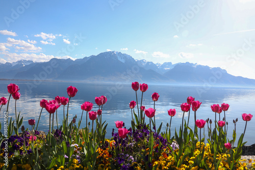 pink tulips on Leman lake, Montreux
