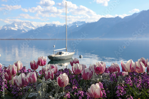 pink tulips on Leman lake, Montreux