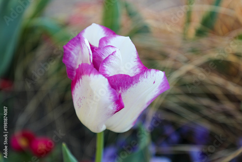 purple tulip flower