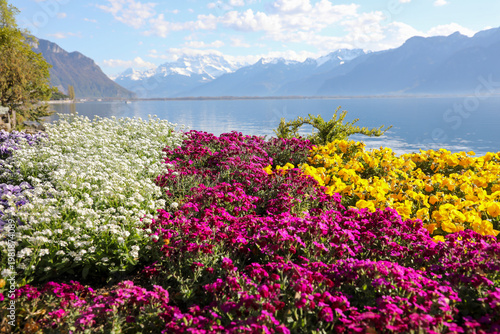 flowers on the Leman lake, Montreux