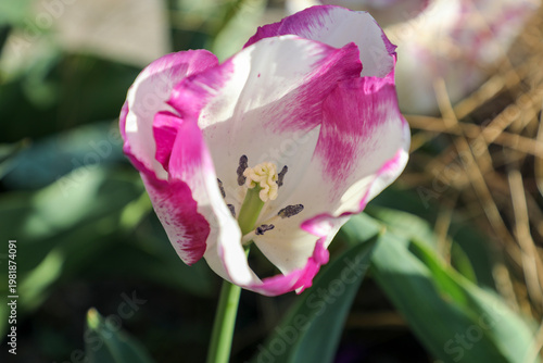 pink tulip closeup