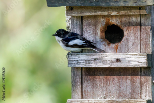Fotografía Trauerschnäpper (Ficedula hypoleuca) Männchen