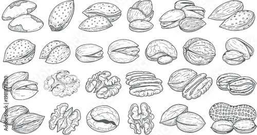 Hand-drawn Illustrations of Various Nuts Including Almonds, Walnuts, Pecans, Pistachios, and Peanuts for Organic, Healthy Food Design and Packaging