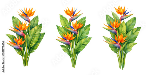 A beautiful collection of watercolor bird of paradise flower arrangements, featuring vibrant orange and blue tropical blooms with lush green leaves, isolated on a transparent background.