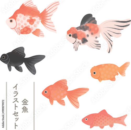 Japanese Goldfish Variety Set Vector Illustration Isolated on White Background Flat Design Collection (Azumanishiki, Ryukin, Ranchu, Wakin, Demekin) | 金魚5種類セット 白背景ベクター 観賞魚コレクション