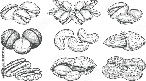 Hand-drawn Sketches of Assorted Nuts Including Pistachios, Almonds, Cashews, Peanuts, and Pecans for Food Illustrations, Packaging, and Digital Designs