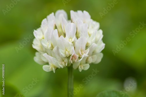 white clover
