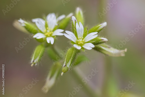 sticky chickweed, clammy mouse-ear chickweed