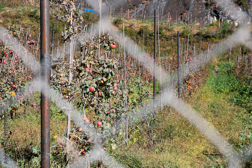 Apple orchard seen through a fence in a rural Himalayan village on Annapurna Circuit Nepal