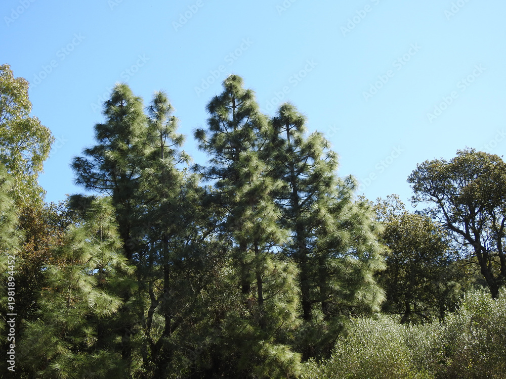 Fototapeta premium Natura