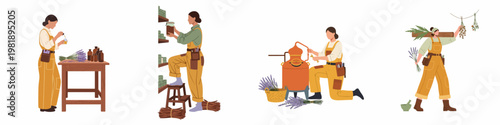 Flat vector illustration set of female herbalists harvesting lavender and producing essential oils and natural cosmetics in a workshop