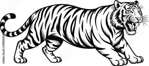 Detailed black and white line of a snarling tiger showing sharp teeth on white background
