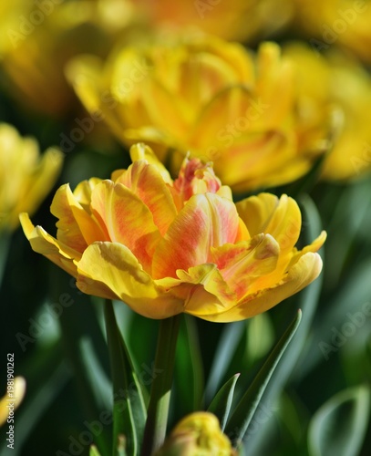 Gelbe Tulpen in Csorna, Ungarn, vertikal