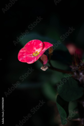 red flower on black background