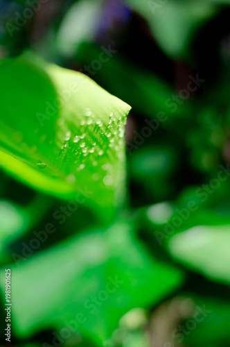 green leaves in the morning