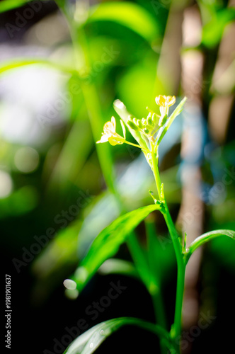 yellow flower on blur background