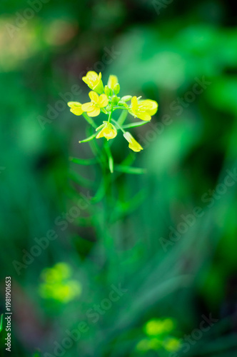 yellow flower on green background