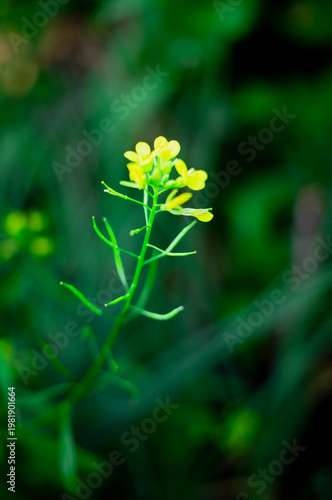 yellow flower on green background