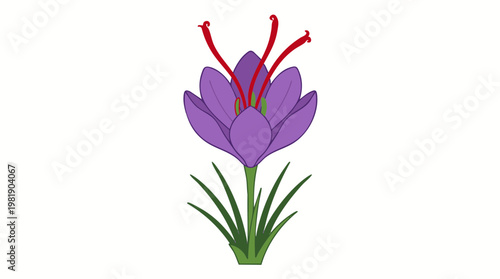 Purple crocus flower with red saffron stigmas.