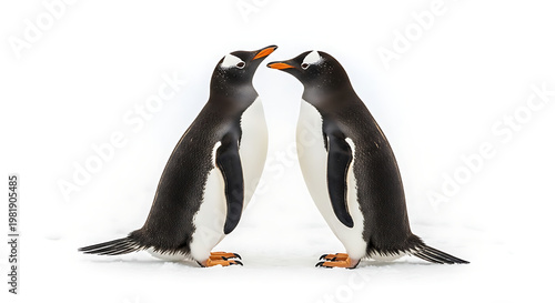 Two gentoo penguins facing each other on snow, with their heads tilted up, creating a heartwarming moment in a stark white environment, representing connection and winter wildlife.
