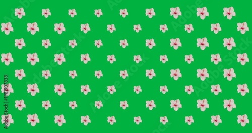 Tiled blooms on open transparent canvas staying static showing pale-pink petals red cores for print