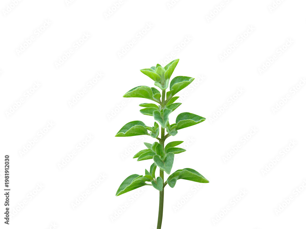 Fototapeta premium Origanum syriacum or Syrian oregano plant isolated on a white background