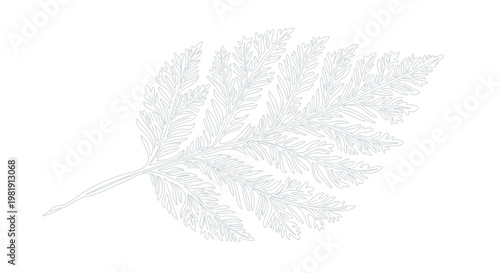 Delicate white fern frond outline, minimalist botanical illustration on white background