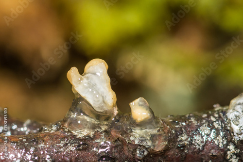 Spotted Salamander Spermatophores - Ambystoma maculatum