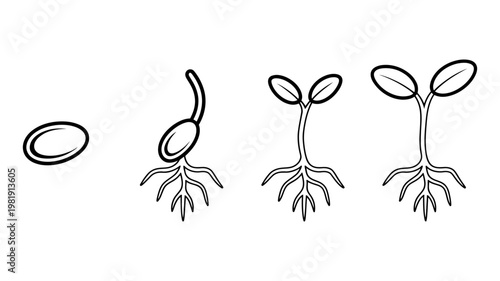 Vector sequence of a seed germinating into a young plant with roots
