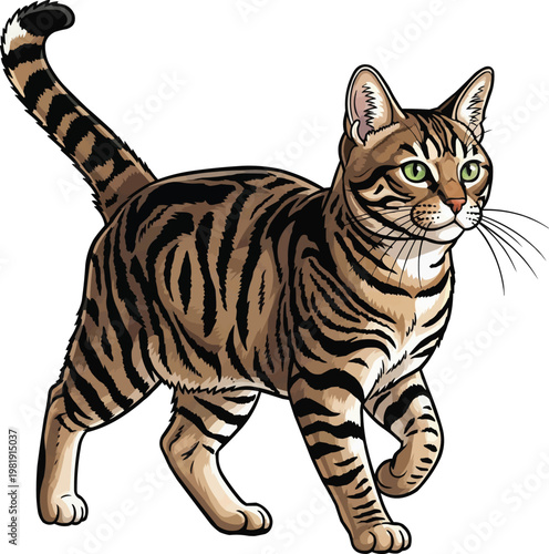 Brazilian Shorthair cat walking relaxed attentive vector illustration
