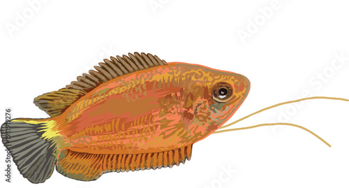 Cartoon vector illustration of ornamental gourami fish