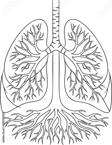 Anatomical human lungs structure stylized as tree roots line art with scientific