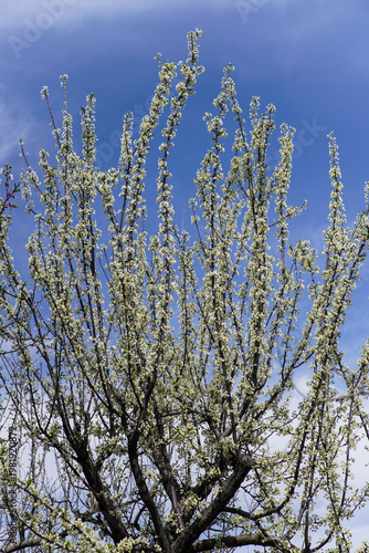 Vibrant White Spring Blossoms on Tree Branches Under Clear Blue Sky