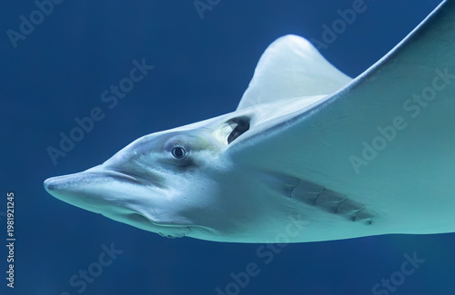 Side close-up view of an eagle ray