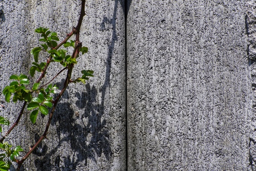 Textured Grey Concrete Wall with Green Plant Branch and Shadows in Sunlight