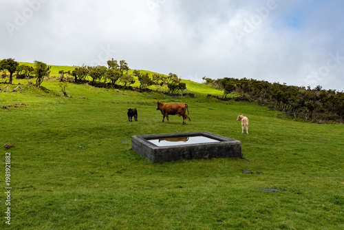 Billede på lærred Water wells for the cows on the green meadow at Azores islands Portugal