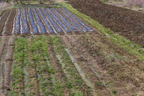 Rows of Freshly Tilled Earth, Mulched Beds, and Young Crops in a Rural Field